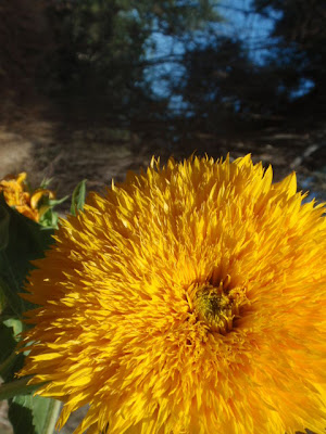 Late summer 2009 135